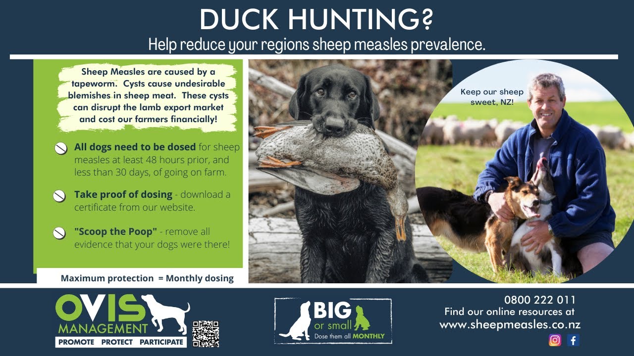 Duck!  Duck hunting this season?  Here is what you need to know.