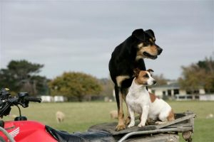 Feeding Dog Only Once Per Day Feeding Dog Only Once Per Day