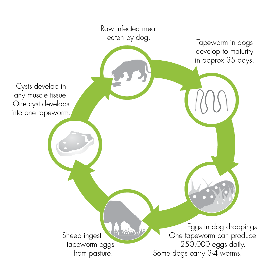 Lifecycle