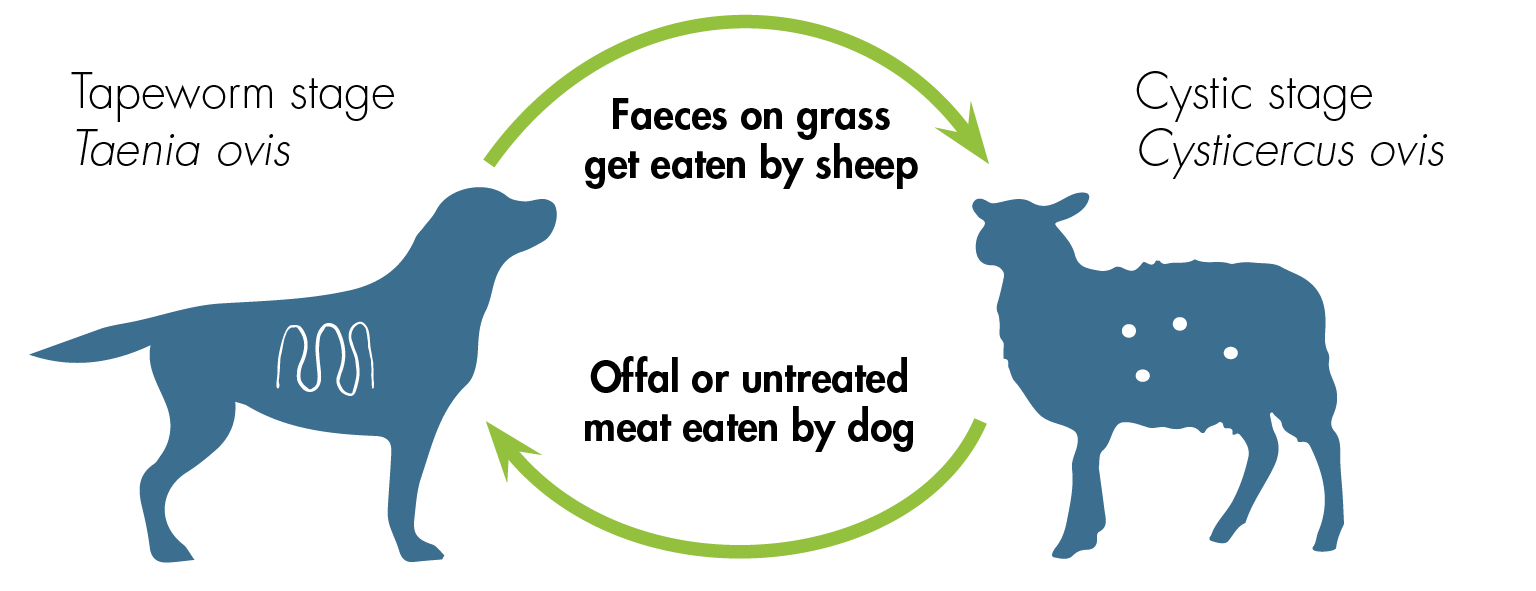 Tapeworm Cystic diagram